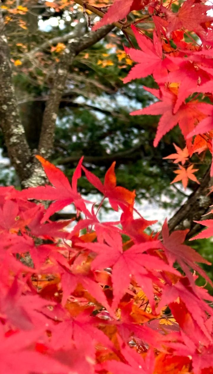 動画のスクショ写真