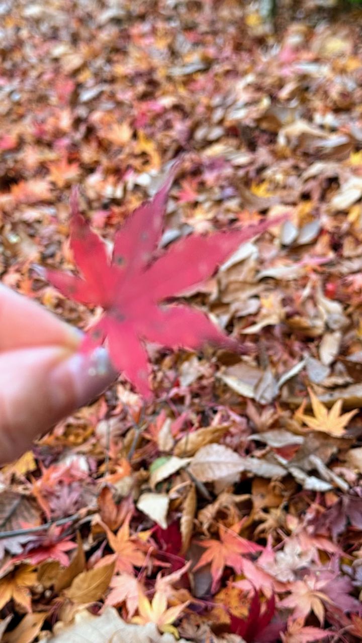 紅葉も一枚だけ撮ってみて