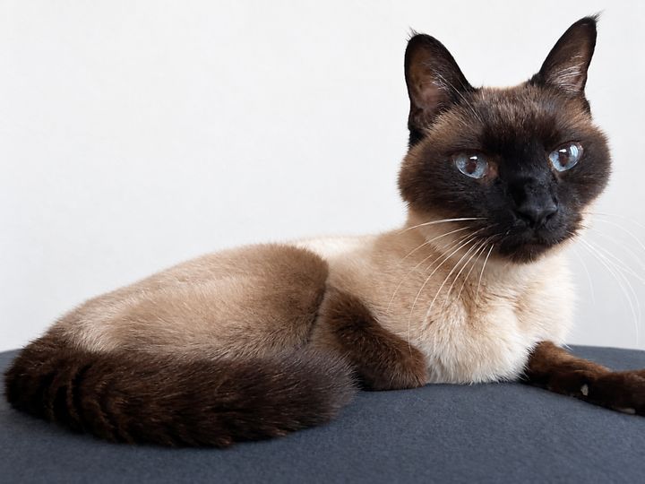 シャクティマットに怯える猫