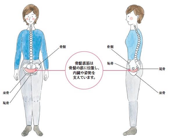 1-02_骨盤底筋は体の中心にあります