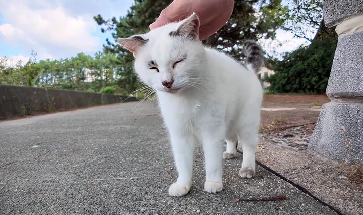 ナデナデを堪能する猫