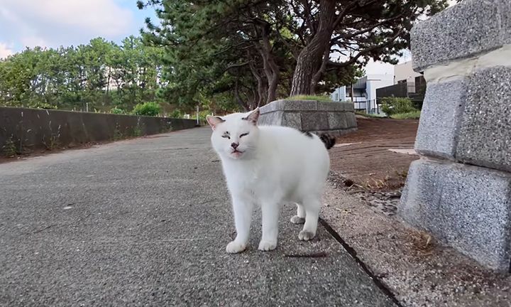 会うと必ず挨拶してくれる猫
