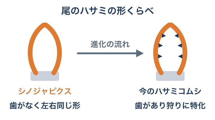 尾のハサミの形を比べた模式図で、形や大きさは正確ではありません。シノジャピクスの歯のないハサミは、今のハサミコムシが幼い最初の時期に見せる形と同じだとされています。