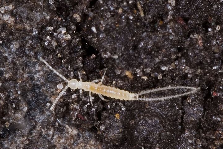 ナガコムシの仲間です(ベルギー・ヘント)。ナガコムシの仲間は、お尻の先にある2本の突起が、節の多い糸のように長く伸びています。