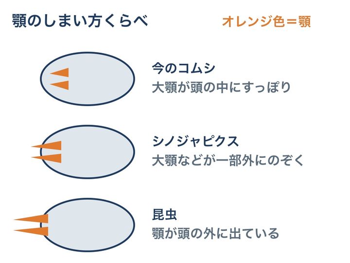 顎を頭の中にしまう作りと、外に出す作りを比べた模式図で、形や大きさは正確ではありません。シノジャピクスは今のコムシと違い、顎の一部が頭の外にのぞいていた点に注目してください。