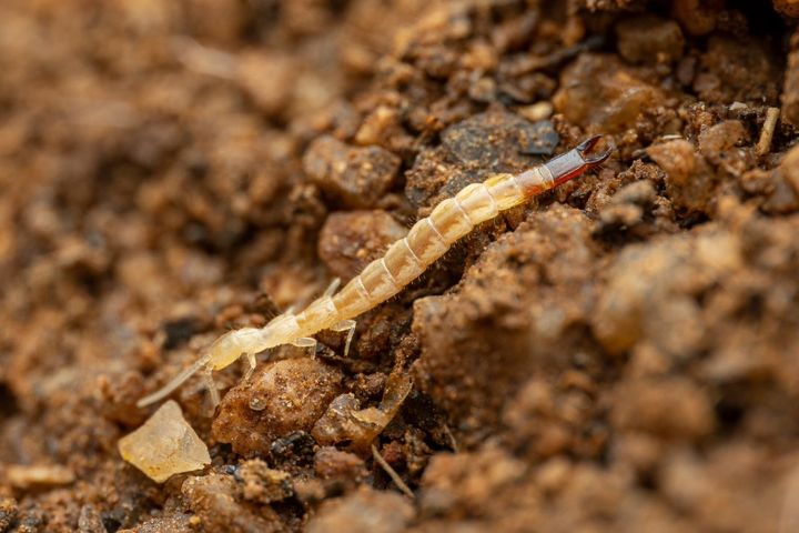 今のハサミコムシ科のコムシです。昆虫と同じく6本の脚をもつ六脚類の一員ですが、昆虫ではない小さな仲間の一つです。