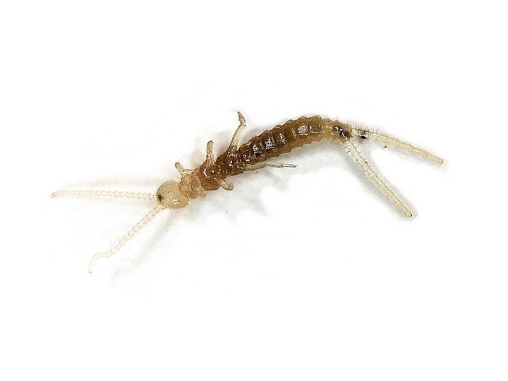 ナガコムシの仲間です(オランダ・エルスト)。コムシの仲間の3対の脚はほぼ同じ大きさで、かなり速く走ることができます。