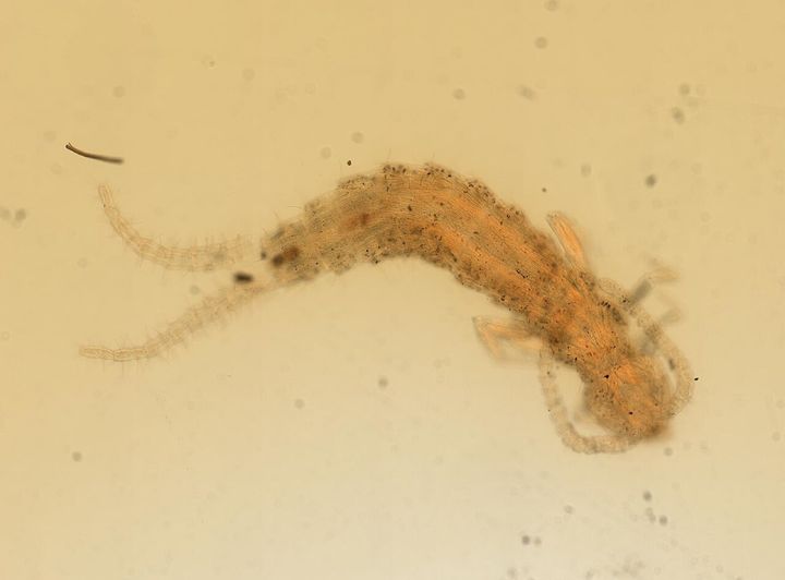 スライドガラスに封じて保存された、ナガコムシの仲間のメスの標本です(1924年の記録)。コムシの仲間には、体の外に出た生殖器がありません。