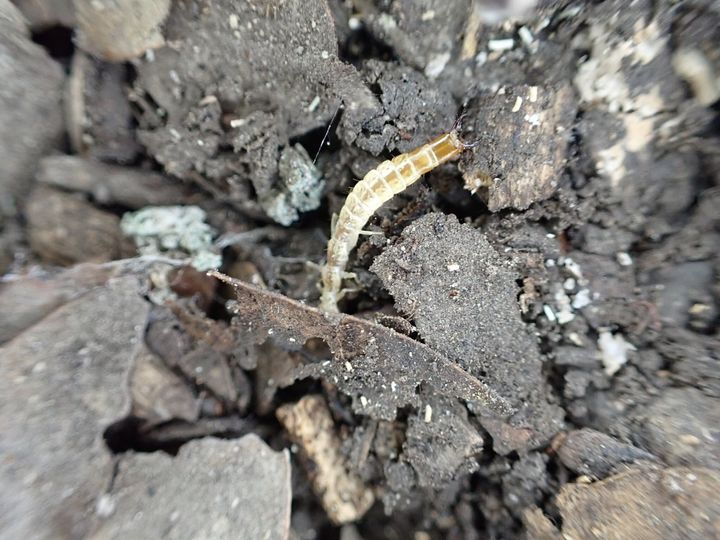 今の時代のハサミコムシの仲間を撮った1枚です。この仲間は体長10mm前後のものが多いのですが、オーストラリアには7cm以上になる種もいます。
