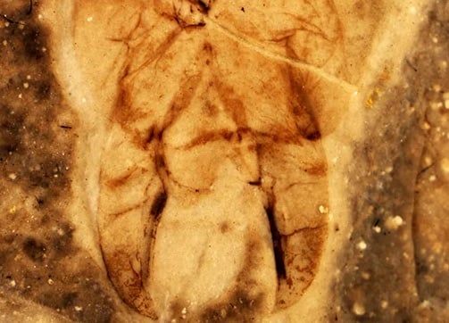 新種シノジャピクスの化石の、尾の先にある1対のハサミ(尾角)の部分を拡大した写真です。左右のハサミは同じような形をしています。