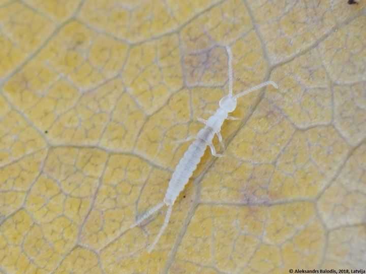 ナガコムシの仲間です。コムシの仲間は、お尻の先にある2本の突起から、双尾類(そうびるい)とも呼ばれます。