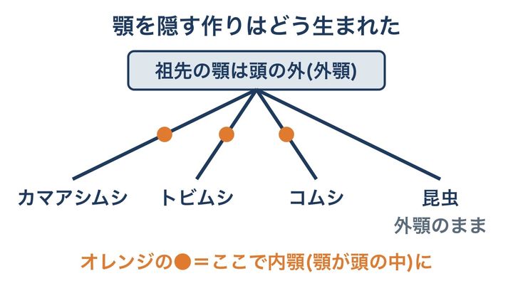 研究チームが提案する、顎を頭の中に隠す作りの生まれ方を表した図です。3つの仲間がそれぞれ別々に顎を隠すようになったという考えで、枝分かれの順番は描いていません。