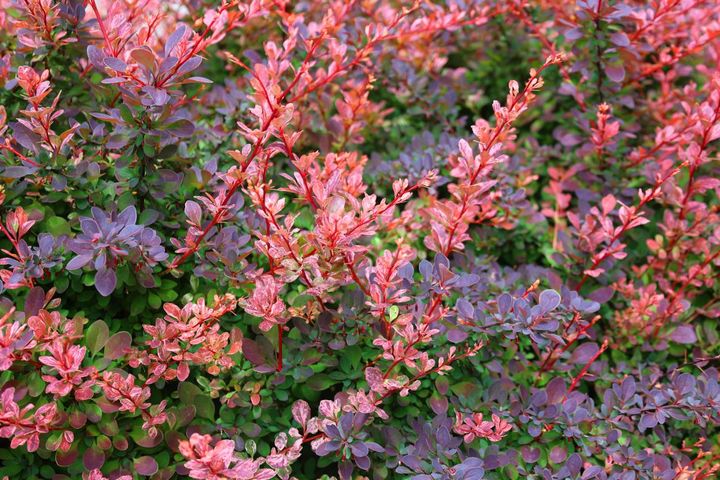 メギ赤紫色の園芸種の紅葉
