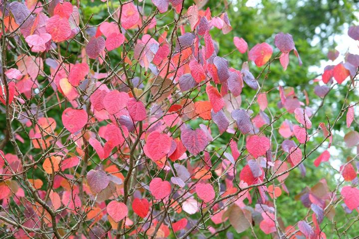 マルバノキの紅葉