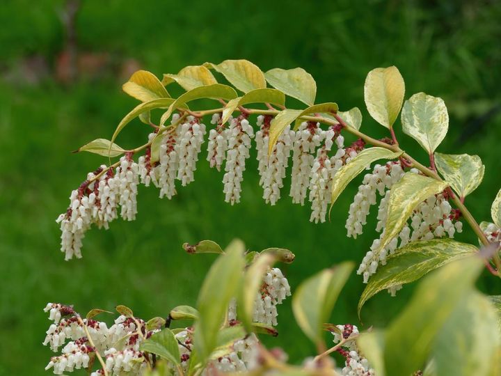 セイヨウイワナンテンの花