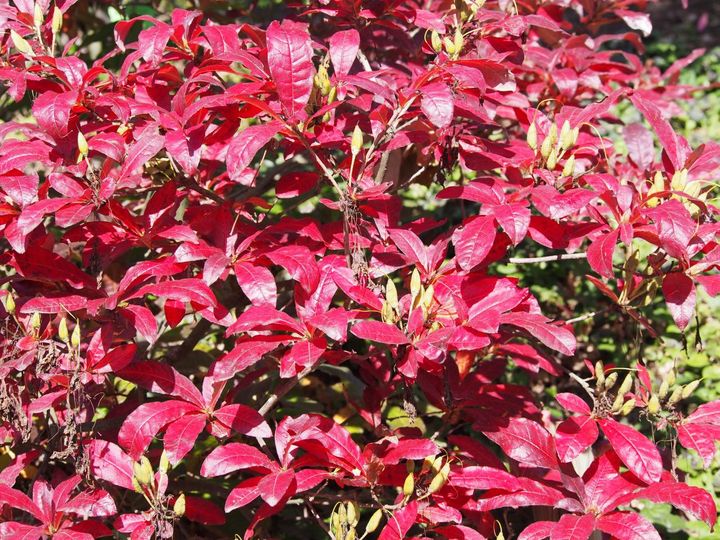 セイヨウイワナンテンの紅葉