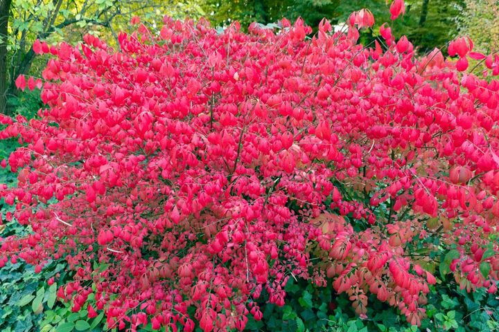 ニシキギの紅葉
