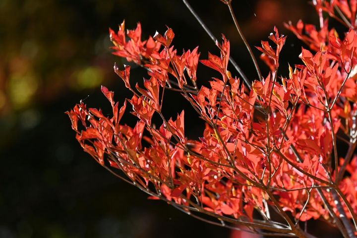 ドウダンツツジの紅葉