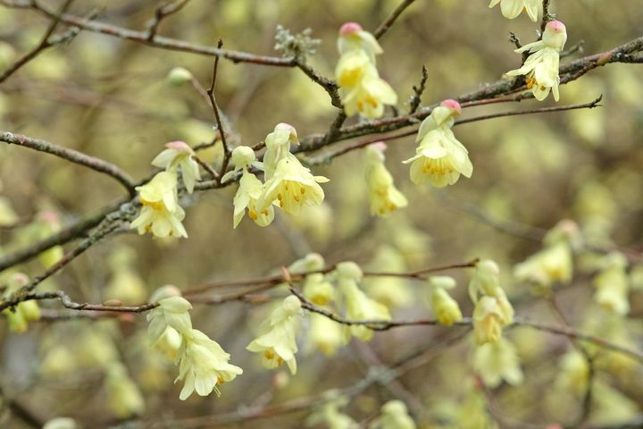 ヒュウガミズキの花