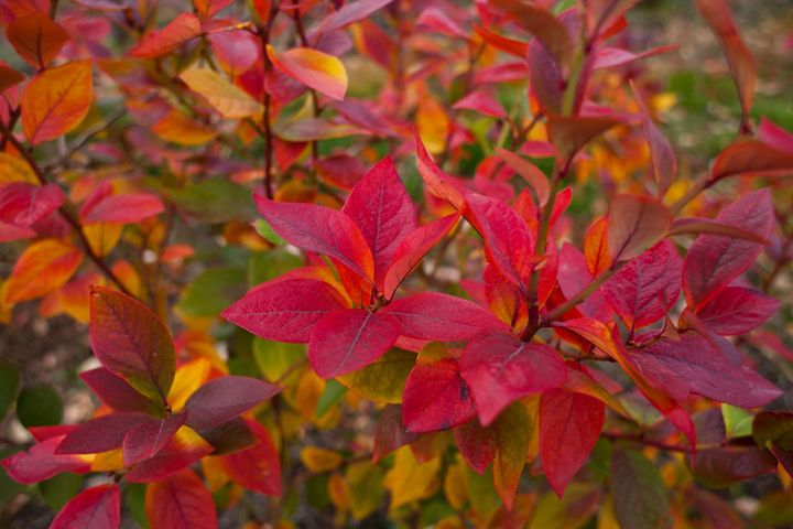 ブルーベリーの紅葉