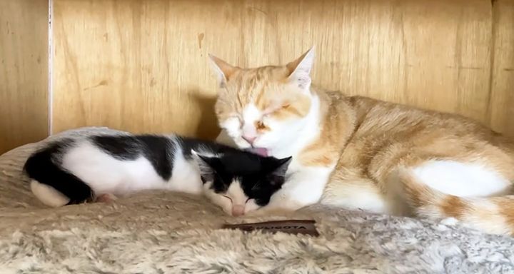 先住猫に優しくされる保護子猫