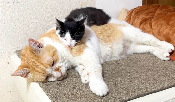 先住猫にくっついて眠る保護子猫