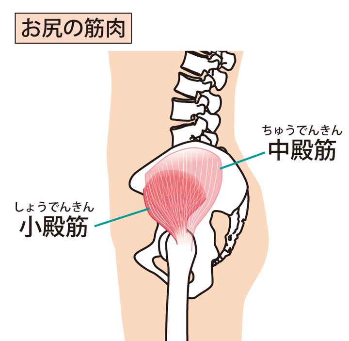 横から見た中殿筋