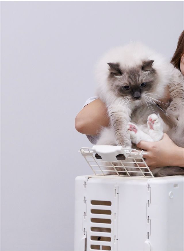 縦にしたキャリーバッグに、前足と後ろ足をそろえてお尻から入れる