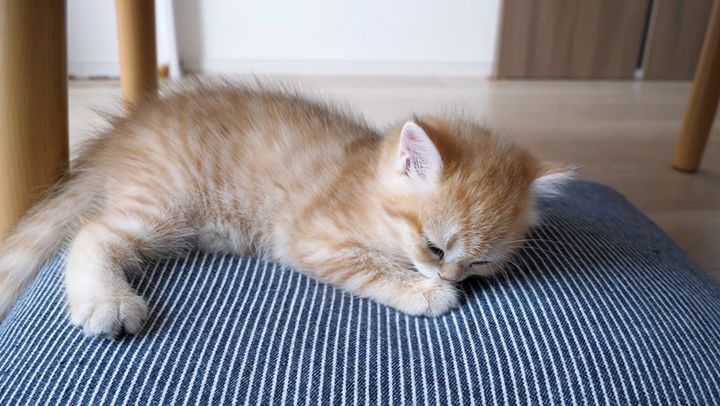 遊び疲れた子猫