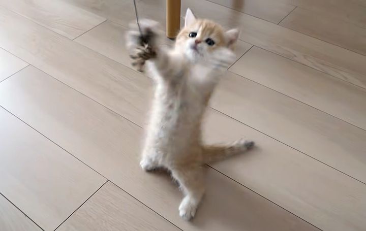 オモチャで大はしゃぎする子猫
