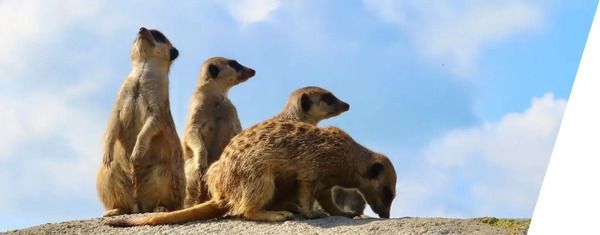 新フットウェアブランド「geerkat」本格始動！軽量設計と反発性を備えたウォーキング・ランニングシューズ展開