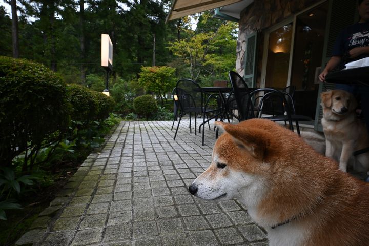 「カフェレストランふじもと」のテラス席
