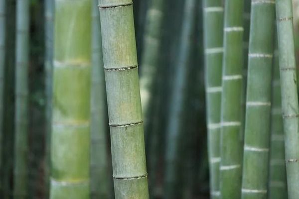 ウッドデッキや給湯もあり快適！勝浦の1,000㎡の竹林を貸切るキャンプ場「BAMBOO BASE KATSUURA」が始動