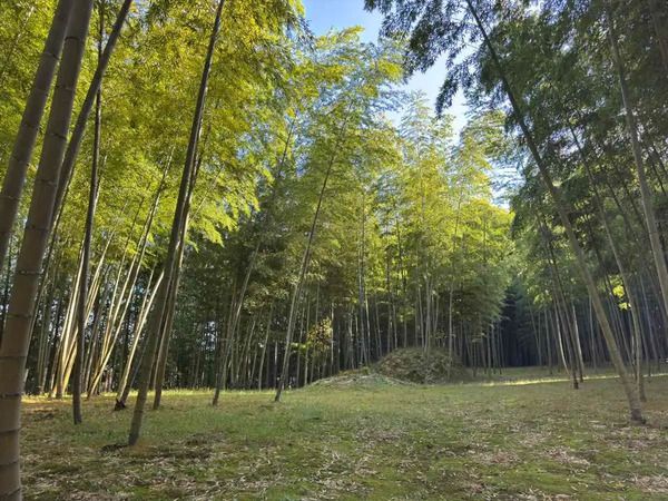 ウッドデッキや給湯もあり快適！勝浦の1,000㎡の竹林を貸切るキャンプ場「BAMBOO BASE KATSUURA」が始動