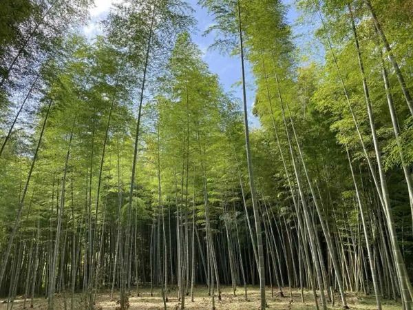 ウッドデッキや給湯もあり快適！勝浦の1,000㎡の竹林を貸切るキャンプ場「BAMBOO BASE KATSUURA」が始動