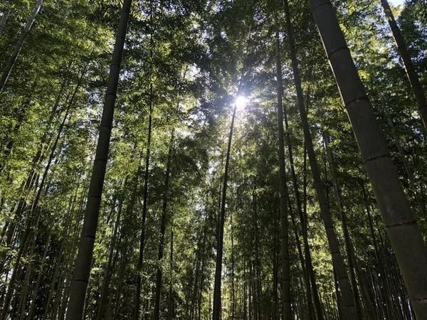 ウッドデッキや給湯もあり快適！勝浦の1,000㎡の竹林を貸切るキャンプ場「BAMBOO BASE KATSUURA」が始動
