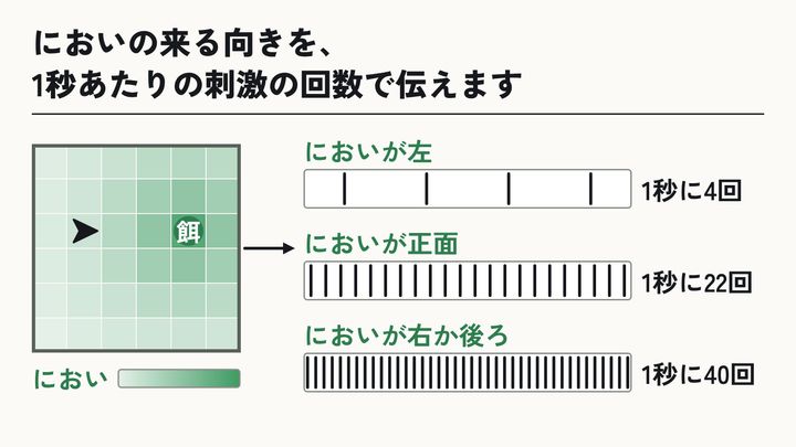 においを刺激の回数に