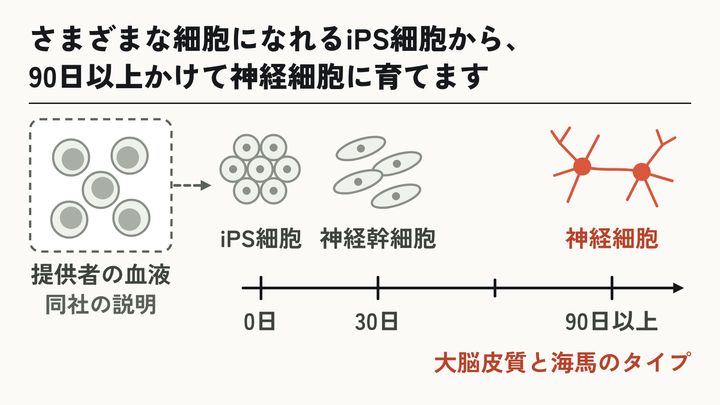 iPS細胞から神経細胞へ