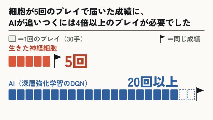 最適な条件ではAIより早く学べる