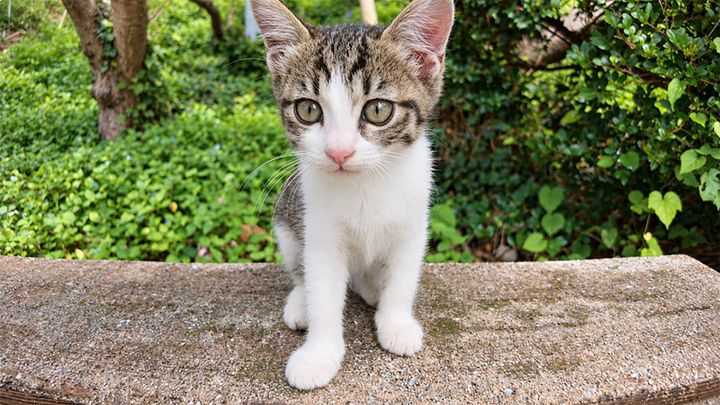 ベンチで出迎えてくれた子猫