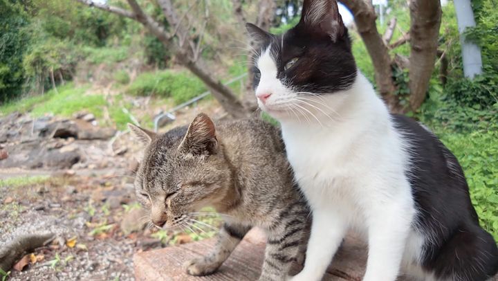 仲良しな猫達