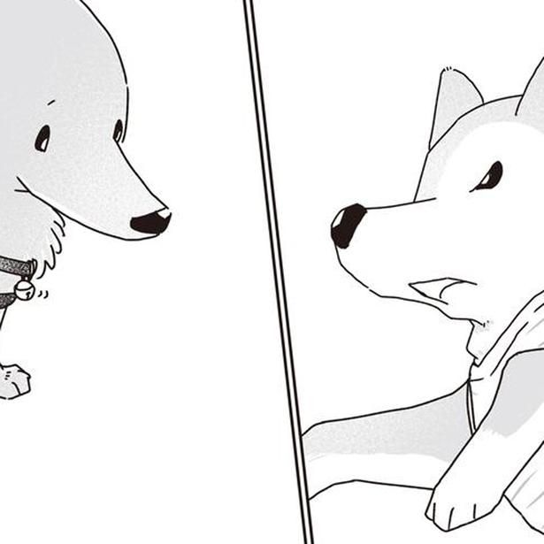 シニアになったミニチュアダックスと柴犬 (C)真希 ナルセ／KADOKAWA