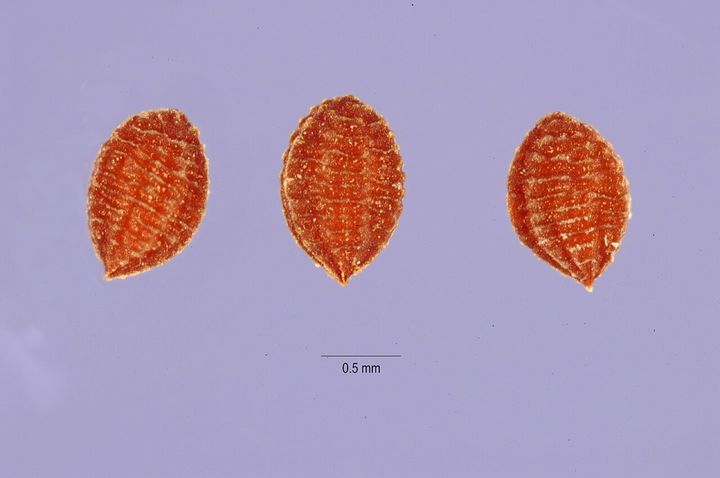 オキザリス・ストリクタの種です。研究チームは、子孫をどれだけ残せるかを見るために、株ごとの種の数も調べました。