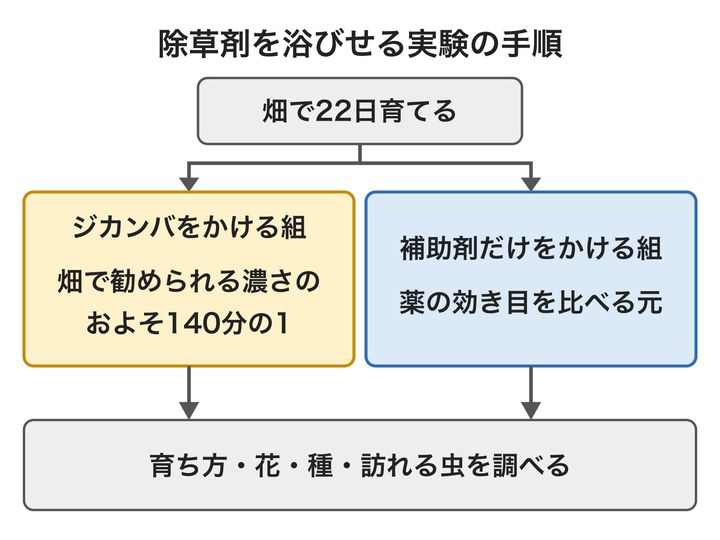 カタバミの仲間を2組に分けて、除草剤を少しだけかけた組とかけない組を比べた、実験の手順の図です。どちらの組にも薬を葉に広げる補助剤をかけているので、2組の違いは薬そのものの効き目だと分かります。
