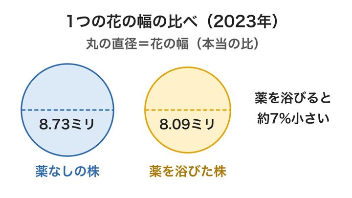 2023年の実験で、1つの花の幅を比べた図です。差はわずか0.64ミリで、並べてもほんの少ししか違いませんが、薬を浴びた株の花ははっきり小さくなっていました。