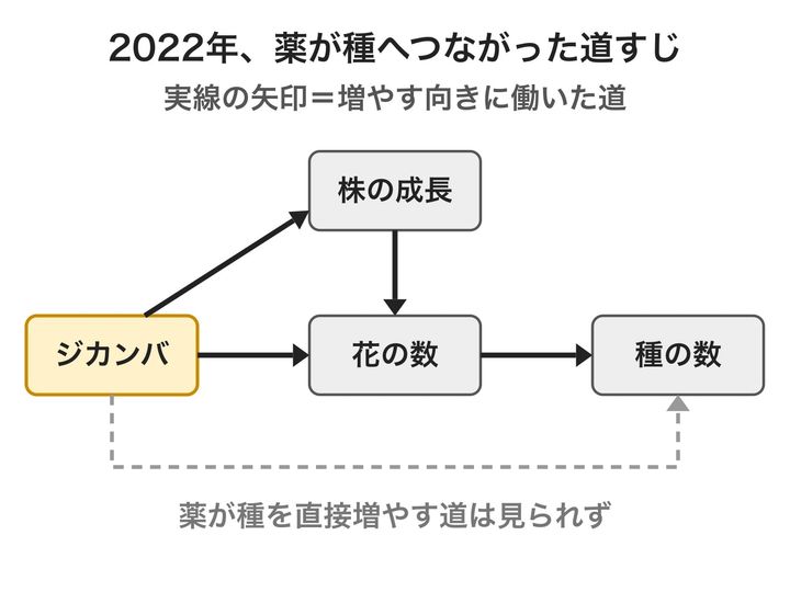 2022年の実験で、薬が種の数にどうつながったかを矢印の道すじで示した図です。どちらの道も必ず「花の数」を通って種に届いていて、翌年の2023年の実験ではこのつながりは見られませんでした。