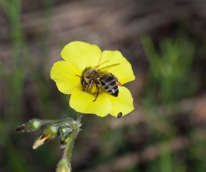 カタバミの仲間の花で、えさをとるケープミツバチ(ミツバチの仲間)です(南アフリカ・ステレンボッシュの近く)。花は同じ仲間の別の種のもので、主役のオキザリス・ストリクタではありません。主役のカタバミの花にも、ミツバチがやってきます。