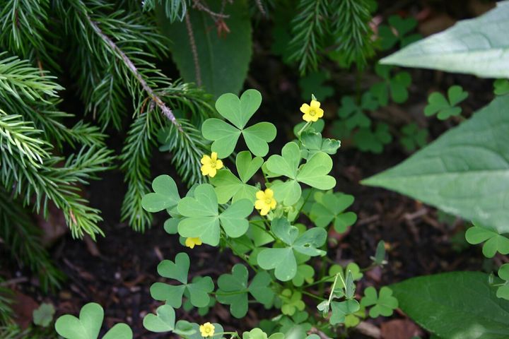 除草剤を少しだけ浴びた雑草、花が1.5倍近くに増えると判明