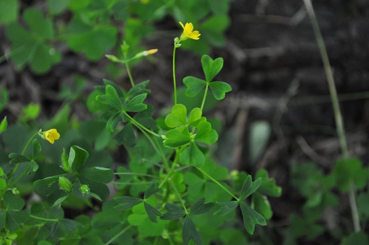 オキザリス・ストリクタの花と葉です。薬を浴びた株では、この花の数に大きな変化が現れました。