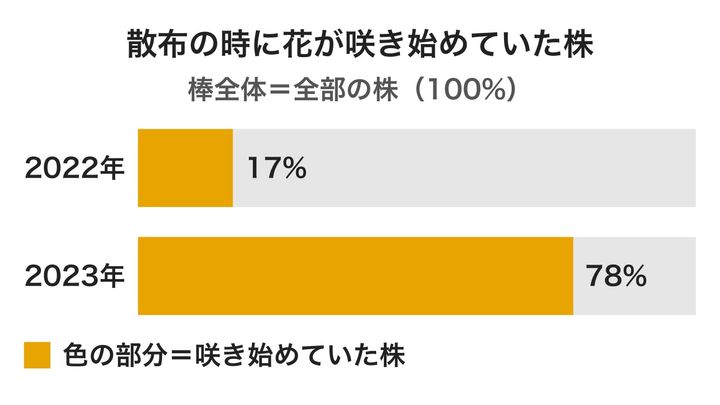 除草剤をかけた時点で、すでに花を咲かせ始めていた株の割合を2つの年で比べた図です。2023年は多くの株がもう花の時期に入っていて、これが年によって結果が分かれた理由の一つとみられています。